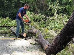 Trusted Bellmore, NY Tree Services Experts